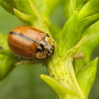 Larch Ladybird 1 